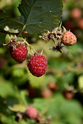 Rubus idaeus 'Caroline' (Raspberry)