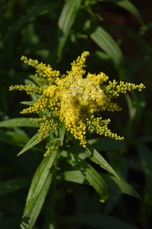 Solidago canadensis 'Sweety' (Sweety Goldenrod)