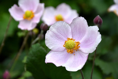 Anemone x hybrida 'September Charm' (Windflower)