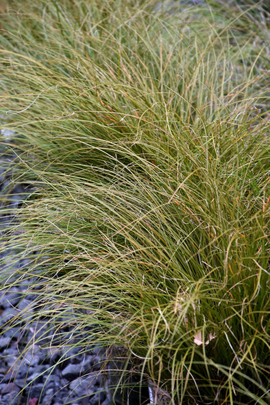 Carex testacea (New Zealand Hair Sedge Grass)