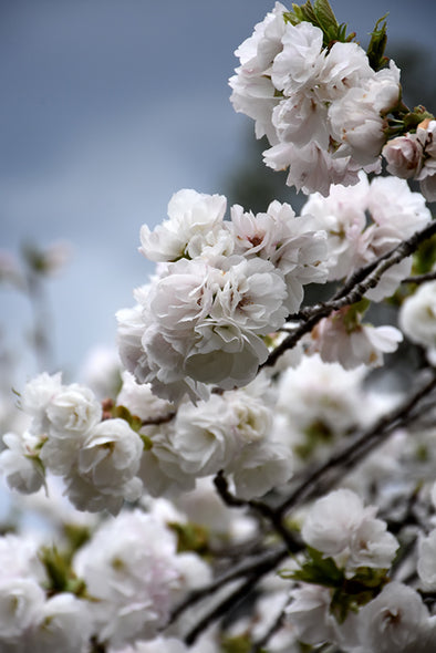 Prunus serrulata 'Shirotae' (Mt. Fuji Flowering Cherry)