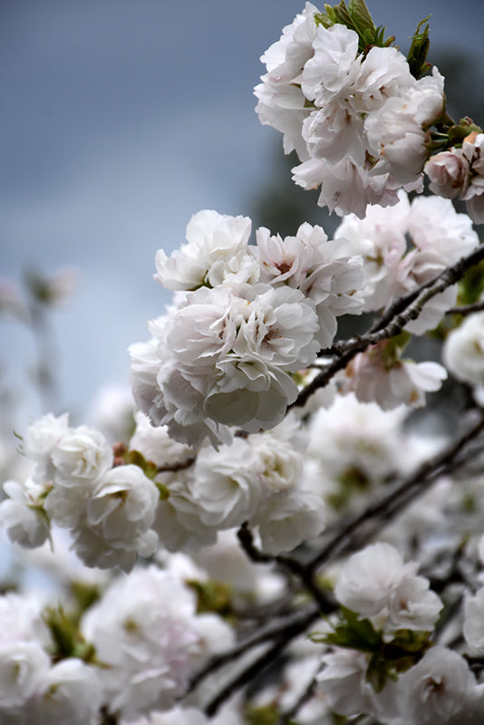 Prunus serrulata 'Shirotae' (Mt. Fuji Flowering Cherry)