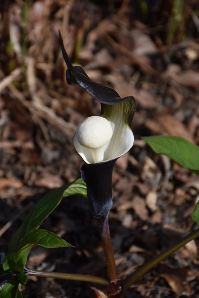 Arisaema Sikokianum (Japanese Jack-In-The-Pulpit)