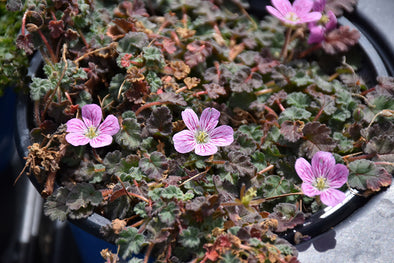 Erodium chamaedryoides 'Bishop's Form'