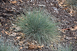 Festuca glauca 'Boulder Blue' (Boulder Blue Fescue)