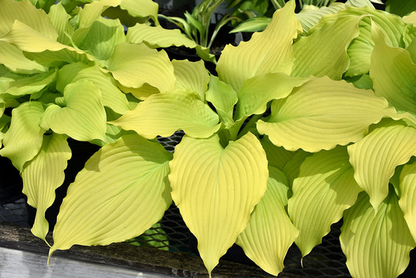 Hosta 'Dancing Queen'