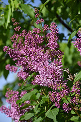 Syringa x prestoniae 'Red Wine' (Redwine Lilac)