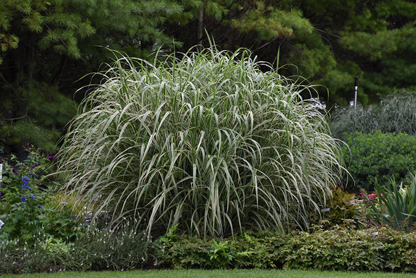 Miscanthus sinensis 'Cosmopolitan' (Maiden Grass)