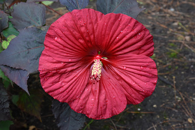 Hibiscus 'Holy Grail'