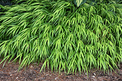 Hakonechloa 'All Gold'