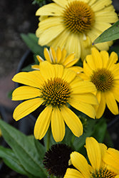 Echinacea 'Balsomemy' (Sombrero Lemon Yellow Coneflower)