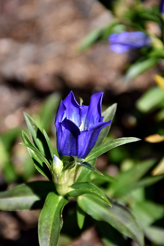 Gentiana 'True Blue'