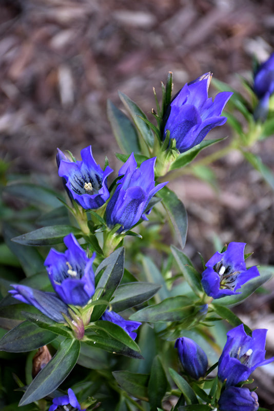 Gentiana 'True Blue'