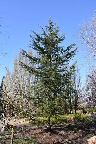 Cedrus deodara 'Bush's Electra' (Deodar Cedar)