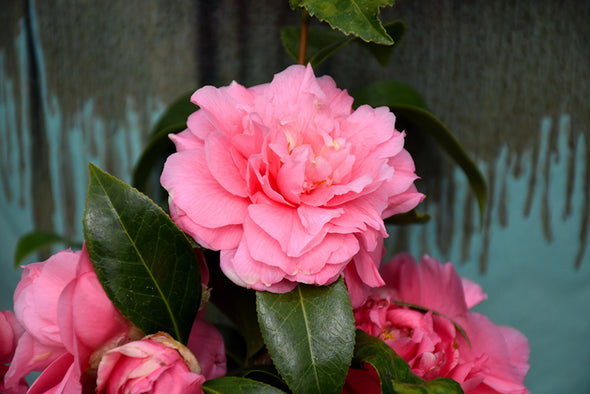 Camellia japonica 'Kumasaka'