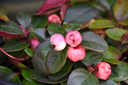 Gaultheria procumbens 'SpecGP11' (Peppermint Pearl Wintergreen)