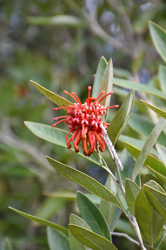 Grevillea victoriae (Royal Grevillea)