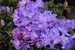 Rhododendron 'Blue Diamond'