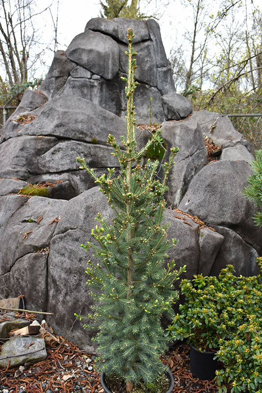 Picea glauca 'North Pole' (North Pole White Spruce)