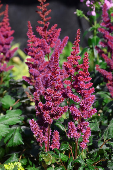 Astilbe chinensis 'Visions in Red' (False Goatsbeard / False Spiraea)