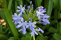 Agapanthus africanus (African Lily)