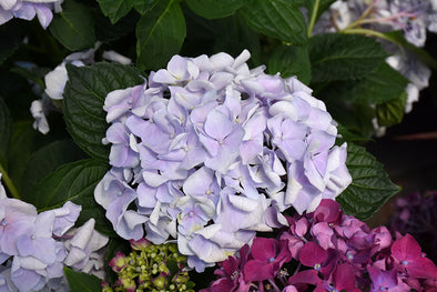 Hydrangea macrophylla 'Blaumeise'