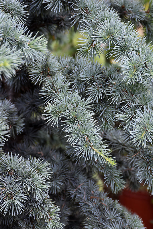 Cedrus atlantica glauca 'Fastigiata' (Fastigiate Atlas Cedar)