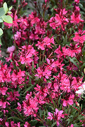 Gaura lindheimeri 'Whiskers Deep Rose'