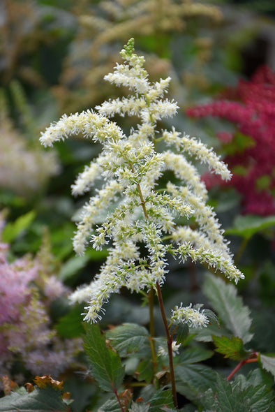 Astilbe x arendsii 'Cappucino' (False Goatsbeard / False Spiraea)