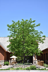 Gleditsia triacanthos 'Skycole' (Skyline Honeylocust)