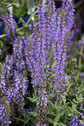 Salvia nemorosa 'Balyricsil' (Salvia 'Lyrical Silvertone')