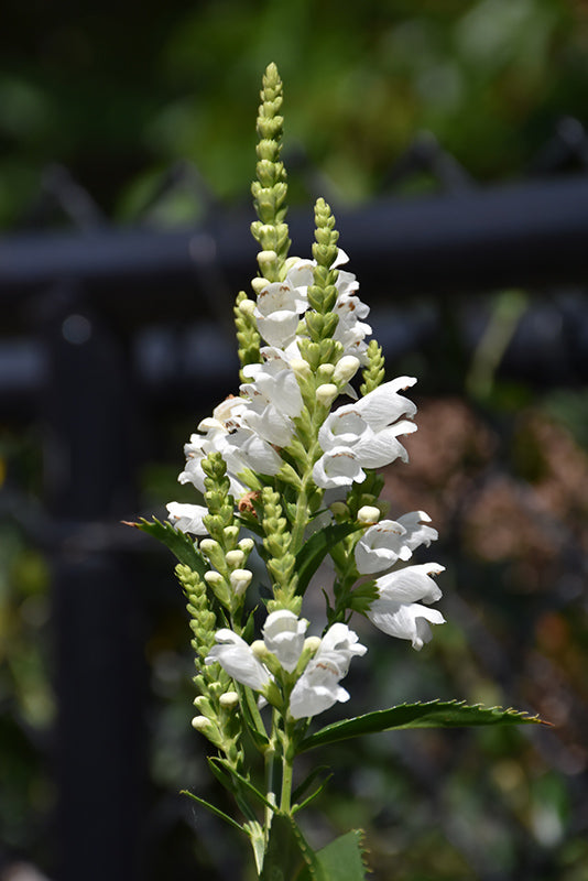 Physostegia virginiana 'Crystal Peak White' (Crystal Peak White Obedient Plant)