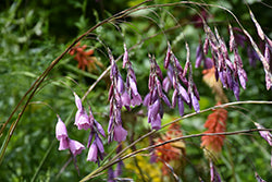 Dierama pulcherrimum (Angel's Fishing Rod)