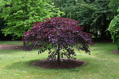 Cercis canadensis 'Ruby Falls' (Redbud)