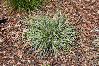 Carex oshimensis 'Everest' / 'Carfit01' (Japanese Sedge Grass)