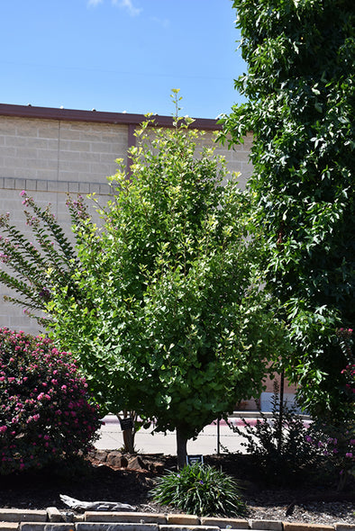 Ginkgo biloba fastigiata 'Goldspire' (Goldspire Ginkgo)